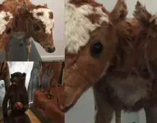 Descubre el Turismo Cultural en Helsinki: Explorando el Museo de Historia Natural de Finlandia