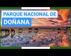 Descubre el turismo de aventura en el Parque Nacional de Isojärvi