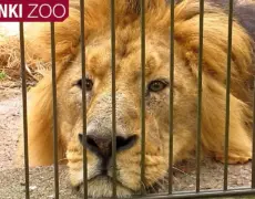 Descubre el turismo en Helsinki: Explorando el zoológico de la isla de Korkeasaari