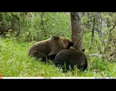 Descubre la magia de observar osos en el Parque Nacional de Martinselkonen: el destino ideal para amantes del turismo de naturaleza