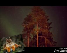Descubre la belleza natural de Finlandia: Turismo en el Parque Nacional de Silmäsjärvi