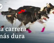 Turismo de aventura: Descubre la emocionante experiencia de un viaje en trineo de perros en verano