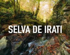 Descubre el turismo cultural en el Museo del Bosque Lusto en Punkaharju